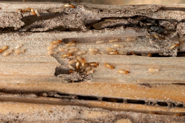 Fort Stewart, GA Pest Control Pros